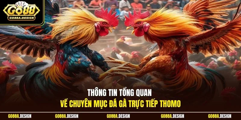 thong-tin-tong-quan-ve-chuyen-muc-da-ga-truc-tiep-thomo