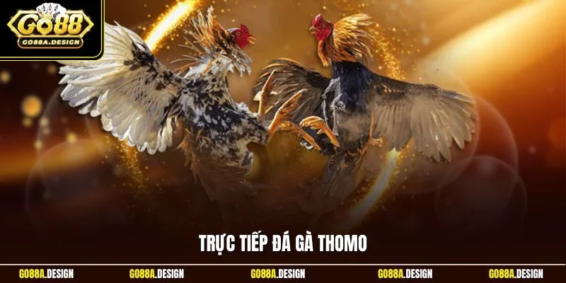 truc-tiep-da-ga-thomo
