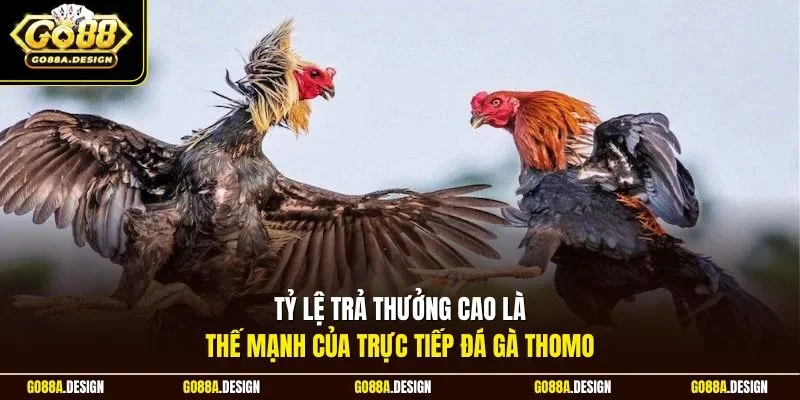 ty-le-tra-thuong-cao-la-the-manh-cua-truc-tiep-da-ga-thomo